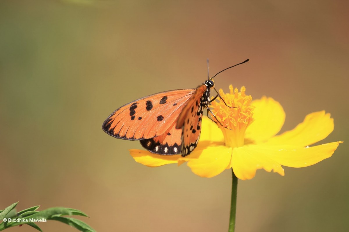 Acraea violae Fabricius, 1807